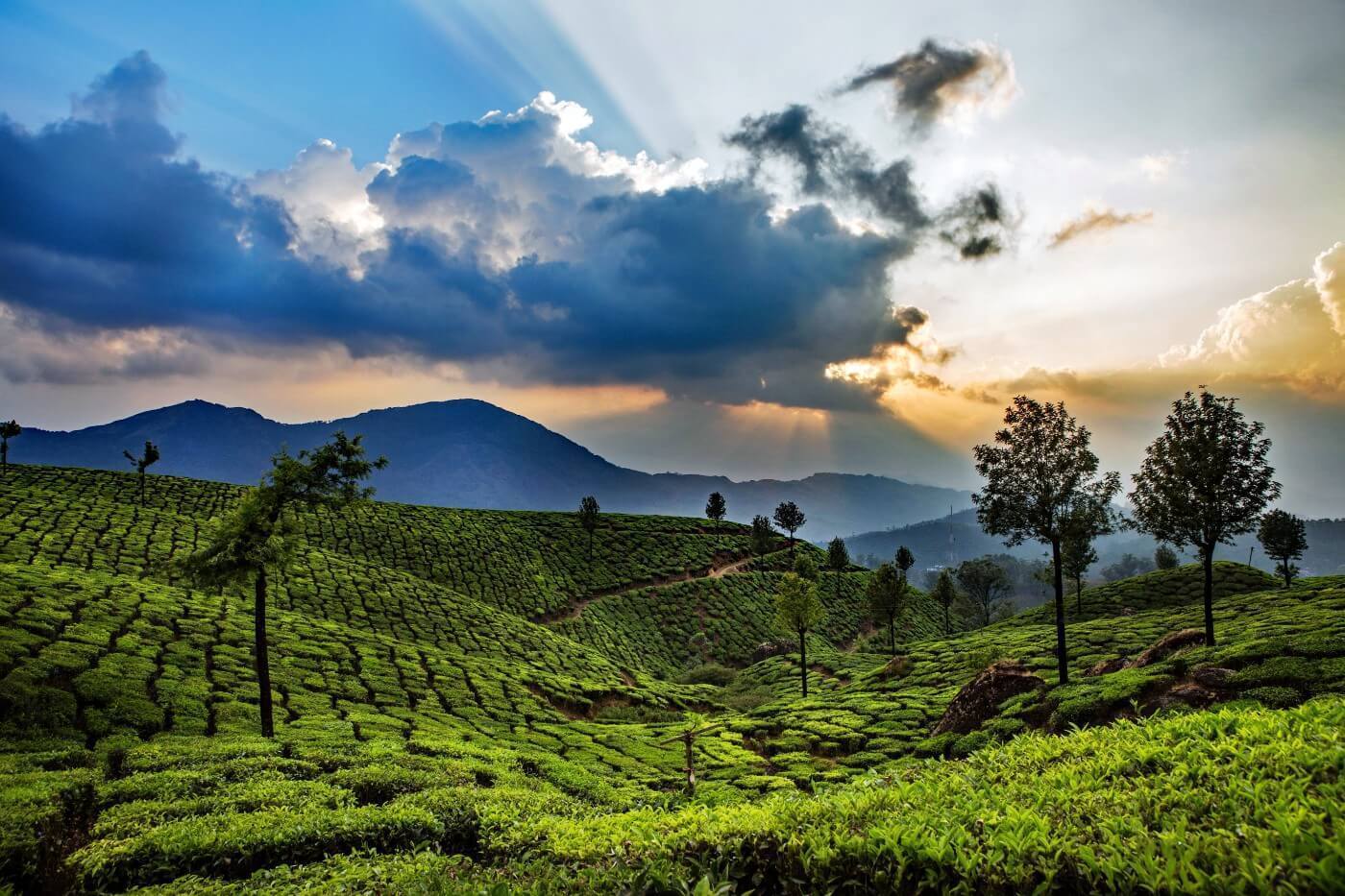 FIT : 2N Munnar   2N  Thekkady  1N  Alleppey  2N Kovalam