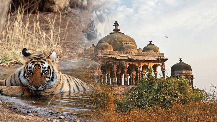 FIT : 2N Ranthambore  2N Jaipur